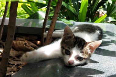 Güneş ışığına uzanmış gri tekir kedi