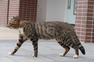 Kahverengi tekir kedi yavaşça yürüyor