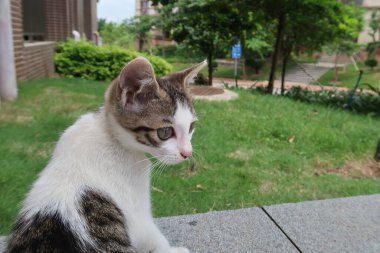 Dışarıda oturan gri beyaz kedi yavrusu