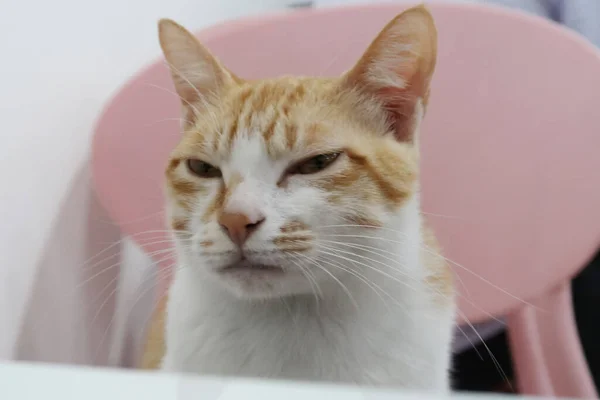 Πορτοκαλί Tabby Γάτα Κάθεται Στην Καρέκλα Squint Eyed Και Κοιτάζοντας — Φωτογραφία Αρχείου