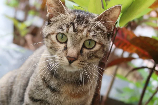 Braun Gestromte Katze Sitzt Draußen Und Schaut Die Kamera — Stockfoto