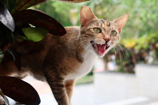 Gato Naranja Está Rugiendo Gato Callejero Está Hablando —  Fotos de Stock