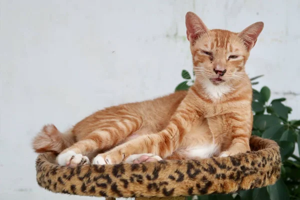 Αρρωστημένη Πορτοκαλί Γάτα Ξαπλωμένη Κρεβάτι Γάτας — Φωτογραφία Αρχείου