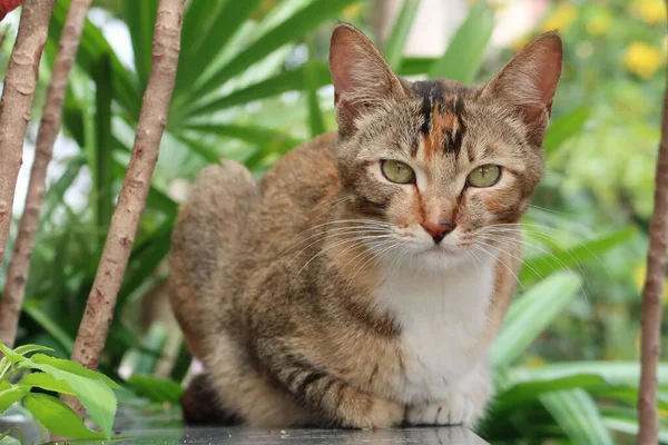 Naranja Gato Tabby Acostado Mirando Cámara —  Fotos de Stock