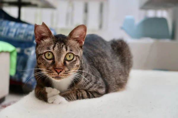 Gato Moreno Tiene Una Oreja Cortada Gato Marrón Acostado Cama — Foto de Stock