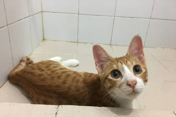 Laranja Gato Tabby Deitado Banheiro — Fotografia de Stock