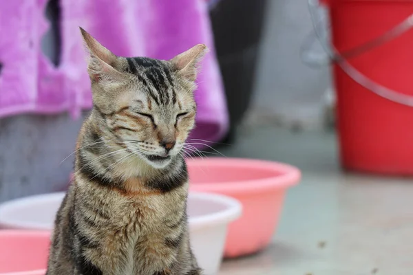 Braune Gestromte Katze Sitzt Und Schließt Die Augen Vor Dem — Stockfoto