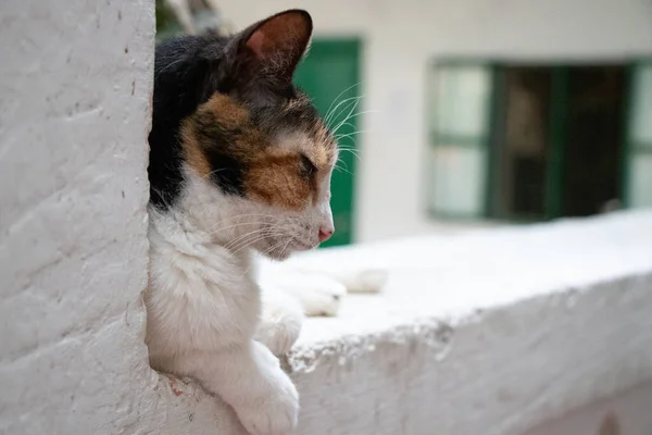 Three Color Cat Lying Sleeping Wall —  Fotos de Stock