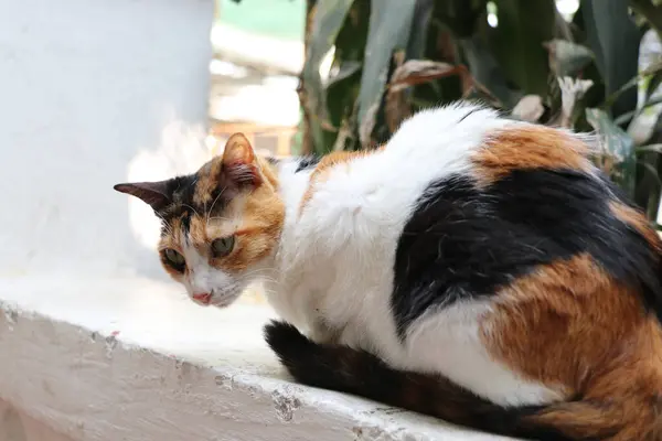 Dreifarbige Katze Legt Sich Hin Und Schaut Die Wand — Stockfoto