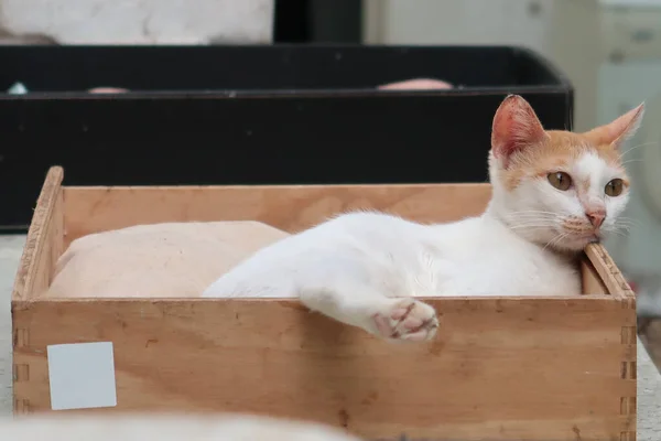 Weiße Gestromte Katze Legt Sich Die Box Und Schaut — Stockfoto