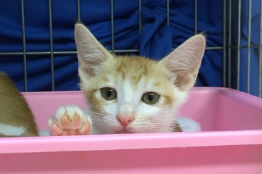 Turuncu tekir kedicik kameraya bakıyor. Yavru kedi selam söylüyor..