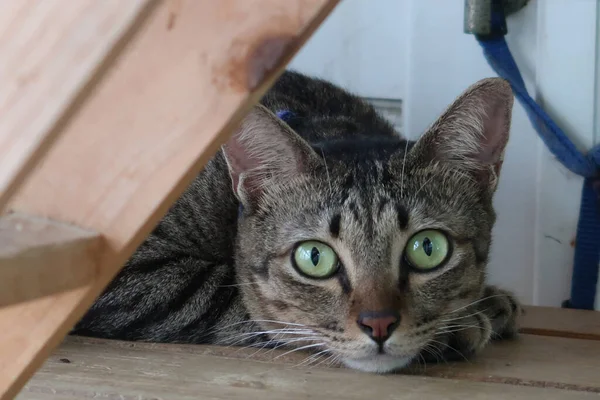 Brown Cat Lying Looking Camera — стоковое фото