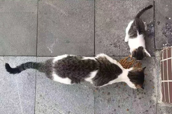 Gray White Mother Cat Baby Kitten Eating Food Together — стоковое фото