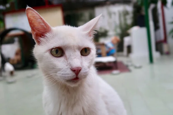 Weiße Haare Katze Hat Gelbe Augen Nettes Kätzchen Sitzt Und — Stockfoto