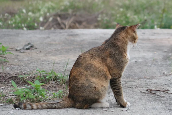 Streunende Braune Tabby Katze Sitzt Streunende Katze Oder Streunendes Tier — Stockfoto