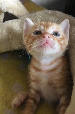 Yavru turuncu tekir kedi oturuyor, bakıyor ve gülümsüyor.