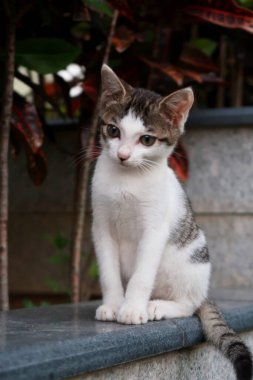 Küçük gri beyaz kedi oturuyor ve bakıyor