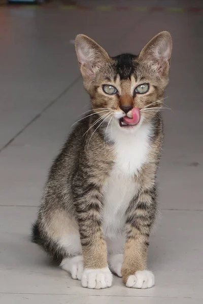 Brown Gato Tabby Está Sentado Lambendo Lábio Olhando Para Câmera — Fotografia de Stock