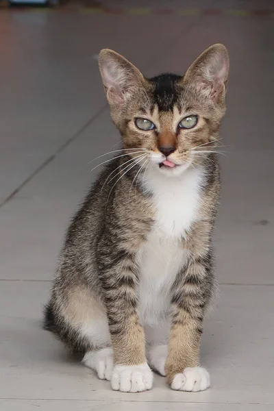 Braune Gestromte Katze Sitzt Leckt Lippe Und Schaut Die Kamera — Stockfoto