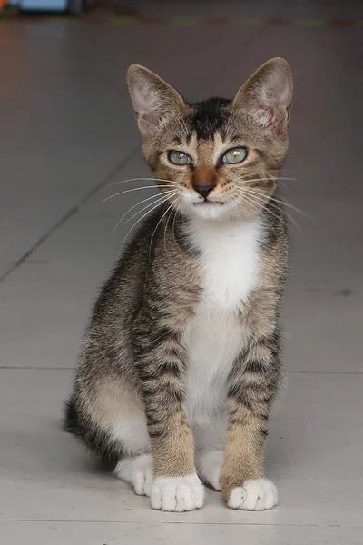 Kahverengi Tekir Kedi Oturuyor Kameraya Bakıyor — Stok fotoğraf