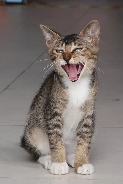 Gatto Tabby Marrone Sta Sbadigliando Gattino Sorriso — Foto Stock