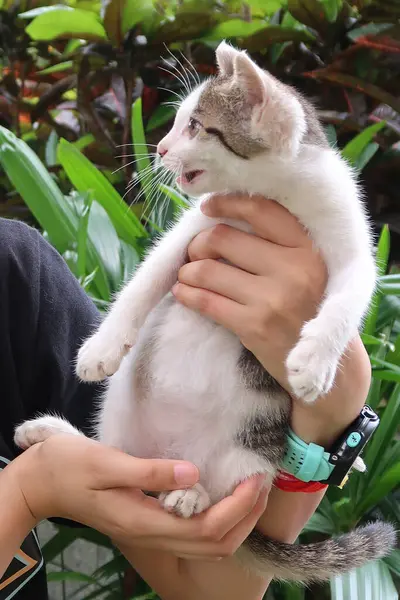 Aby Trzymać Brązową Białą Tabby Kotka Kot Ryczy — Zdjęcie stockowe