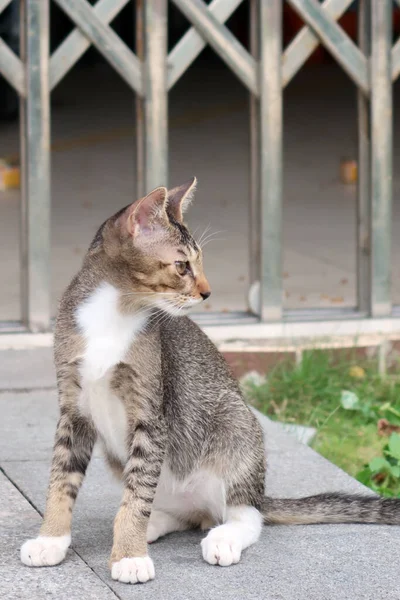 Braune Gestromte Katze Sitzt Und Schaut — Stockfoto