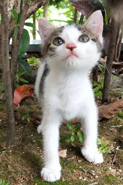 Piccolo Gatto Bianco Grigio Piedi Guardando — Foto Stock