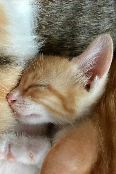 Дитяча Таббі Кішка Спить Кошеня Посміхається Розслабитися Безпечно — стокове фото