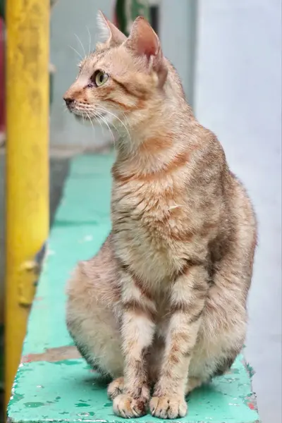 Orange Gestromte Katze Sitzt Auf Grünem Ziegelstein Und Schaut — Stockfoto