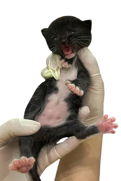 Black White Baby Cat Hand Hold Kitten — Foto Stock