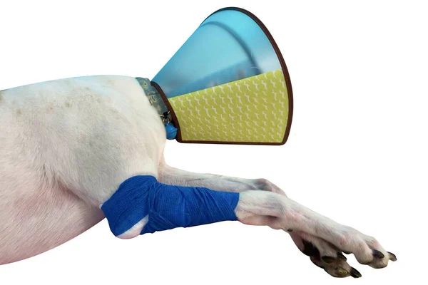 White Dogs Leg Wrapped Bandage Wearing Funnel Collar Broken Paw — Stock Photo, Image