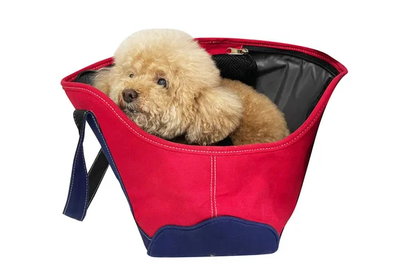 Poodle Dog Sitting Travel Carrier Travel Dog Travel Bag Poodle 图库图片
