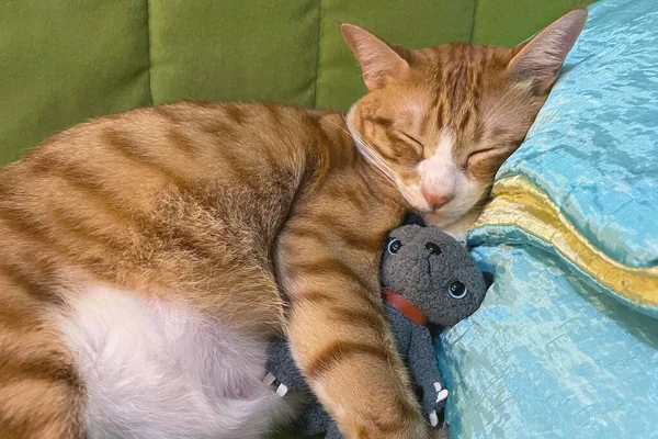sleeping cat with a doll. Tabby kitten snoozing comfortably hug teddy bear on fur carpet. Little Cat sleep on cozy blanket hugs toy. Baby kitten sweet dreams.