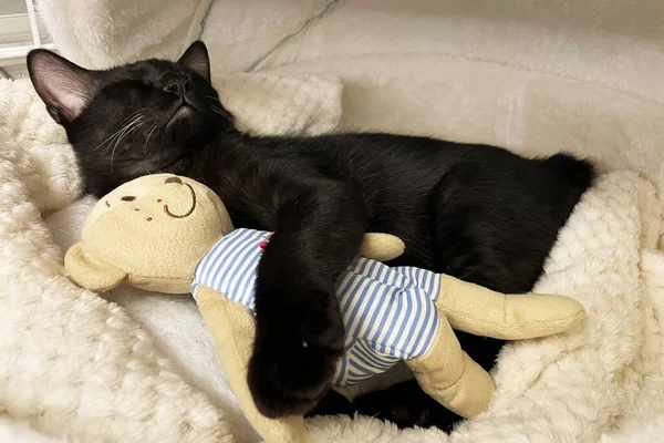 sleeping cat with a doll. black kitten snoozing comfortably hug teddy bear on fur white carpet. Little Cat sleep on cozy blanket hugs toy. Baby kitten sweet dreams.