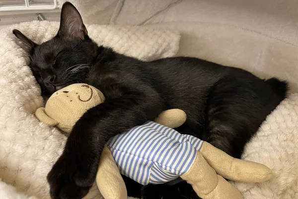 Сплячий Кіт Лялькою Чорний Кошеня Комфортом Обіймає Плюшевого Ведмедя Хутряному — стокове фото
