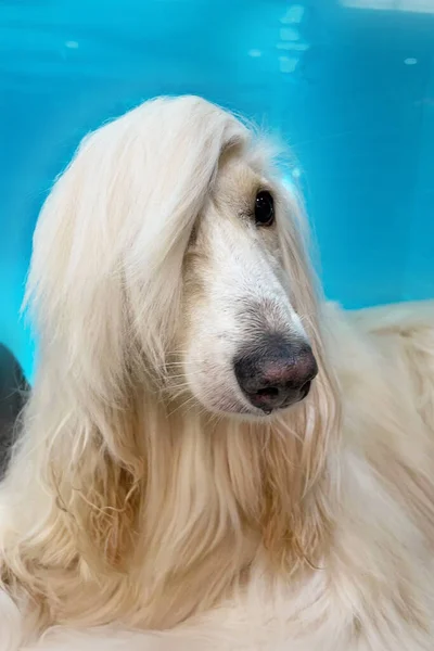 portrait of an Afghan hound on a blue background. long-haired dog for excellent grooming. Luxury Afghan hounds, dogs. Beauty salon, grooming, dog care, hairstyles for dogs