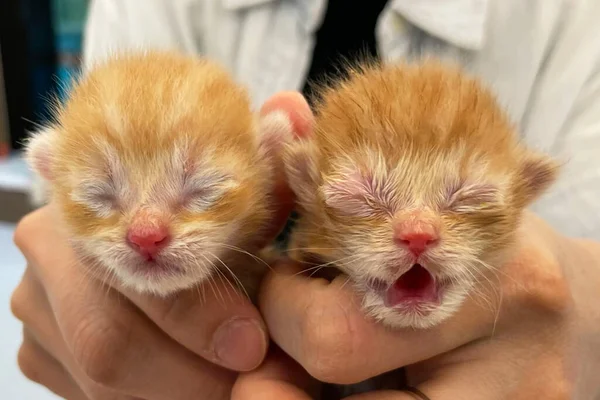 The head of a small newborn Golden kitten with eyes that have not yet opened after birth and a pink nose lies in the hand of the owner, a photo of a newborn kitten close-up.