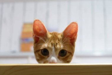 Sarı gözlü tekir kedicik yataktan çıkıyor. Yavru tekir kedi yatakta oturuyor.