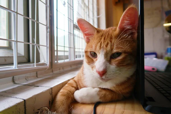 Home Office Pet Cat Working Home Laptop Sleeping Tabby Cat — Fotografie, imagine de stoc