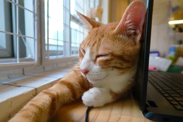 Home Office Pet Cat Working Home Laptop Sleeping Tabby Cat — ストック写真