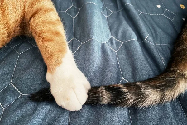 Orange Tabby Cat Catch Brown Kitten Tail — Φωτογραφία Αρχείου