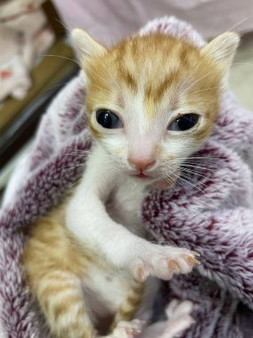 Cute orange hair tabby new born kitten on the towel. Newborn domestic kitten isolated.