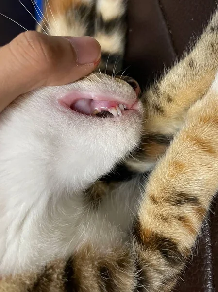Small kitten in the process of changing milk deciduous teeth. Both sets of fangs are visible. These cat teeth are replaced with no apparent effort in a matter of days after being together