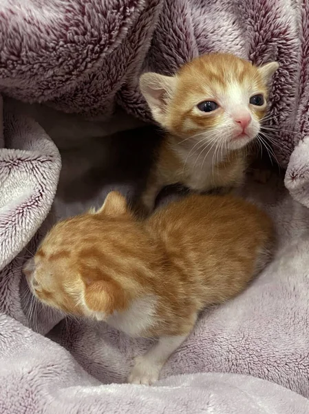 Cute Orange Hair Tabby New Born Kittens Sleep Towel Newborn — Zdjęcie stockowe