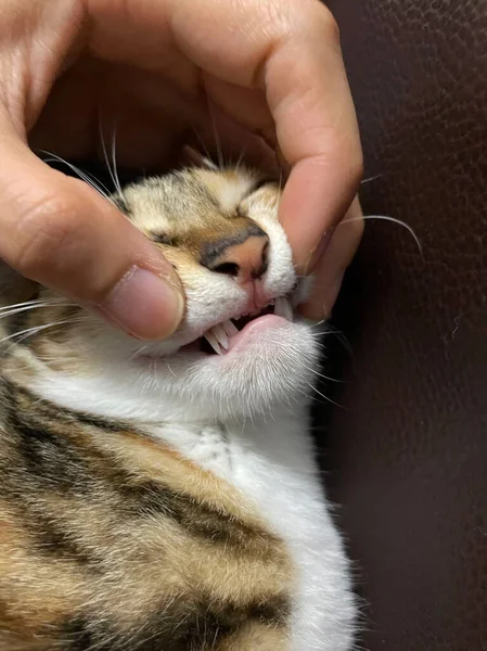 Small Kitten Process Changing Milk Deciduous Teeth Both Sets Fangs — Stock Fotó