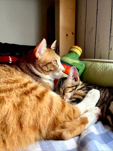 Orange Tabby Cat Sleeping Blanket Tabby Kitten Fluffy Pet Comfortably — Stok fotoğraf