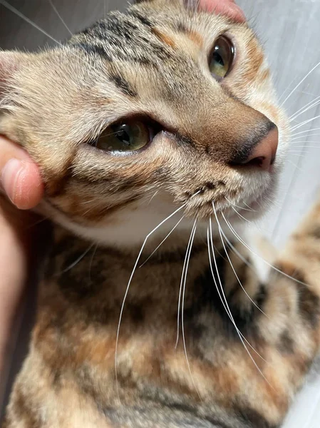 Tabby kitten is broken her nose whiskers. Playful cat whiskers.