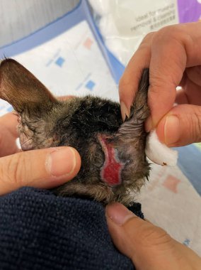 cat with red sore ear close up. dermatological problems and allergies in pets. cat with a sore ear, an thorn, a cataract, a blind. Kitten with wounded ear