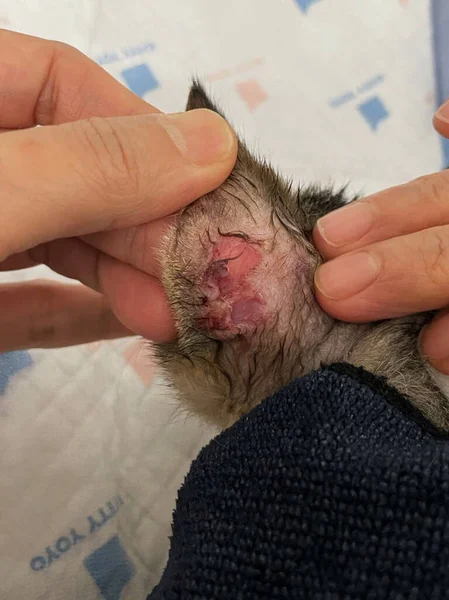 cat with red sore ear close up. dermatological problems and allergies in pets. cat with a sore ear, an thorn, a cataract, a blind. Kitten with wounded ear